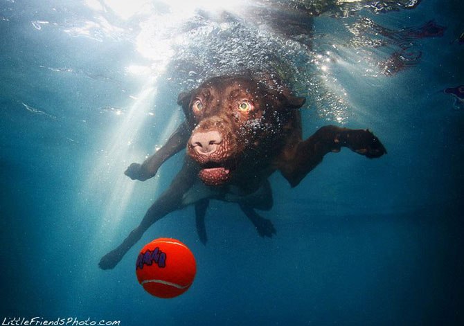 Подводные собаки