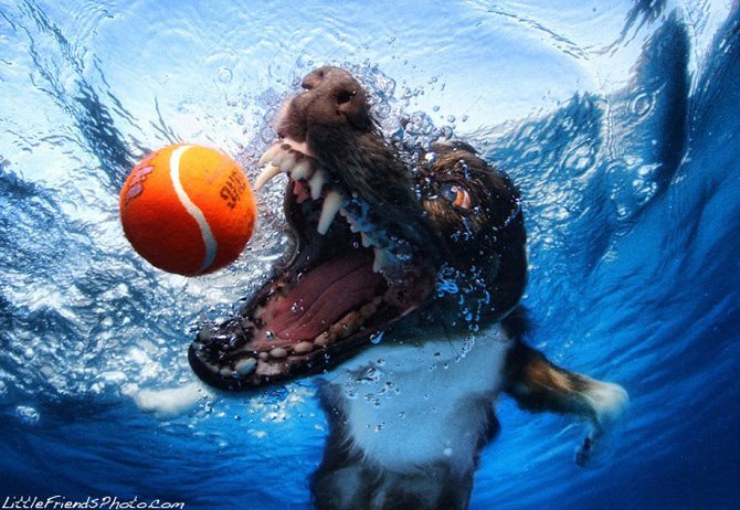 Подводные собаки